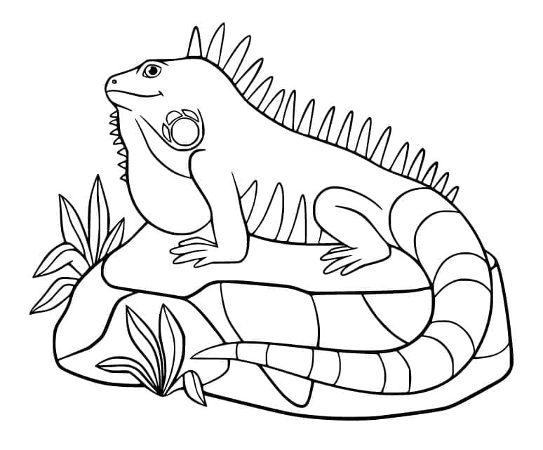 Desenho de Iguana Alegre para Colorir