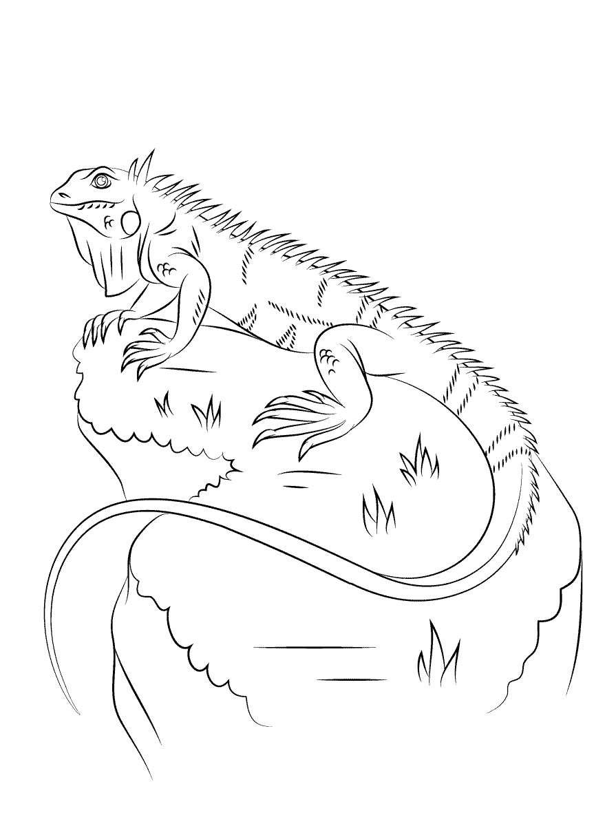 Desenho de Iguana em Montanha para Pintar Gratuito