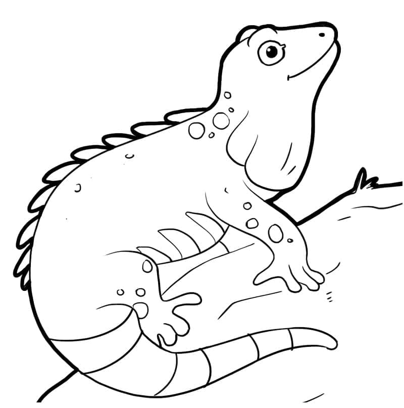 Desenho de Iguana Feliz para Colorir