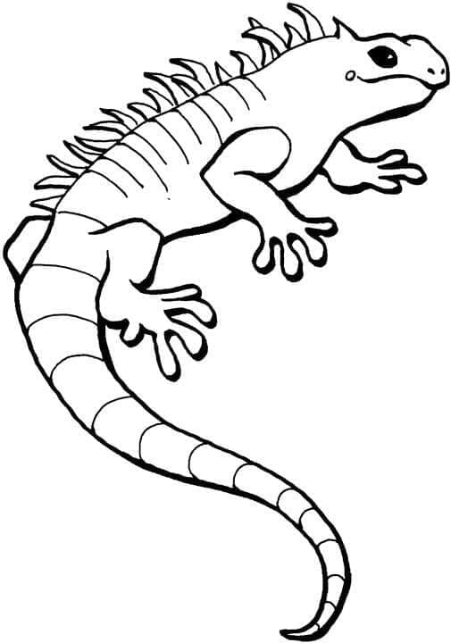 Desenho de Iguana Grátis para Crianças para Colorir