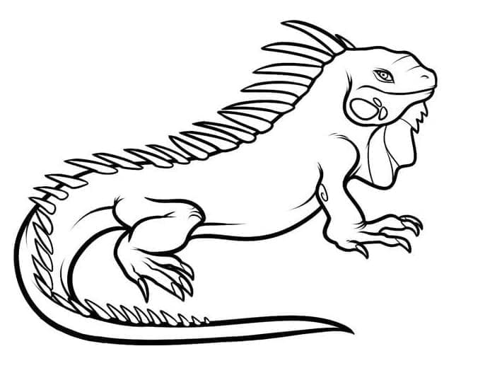 Desenho de Iguana Imprimivel para Colorir