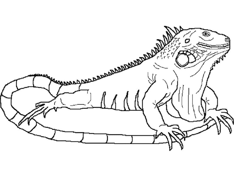 Desenho de Iguana Normal para Colorir