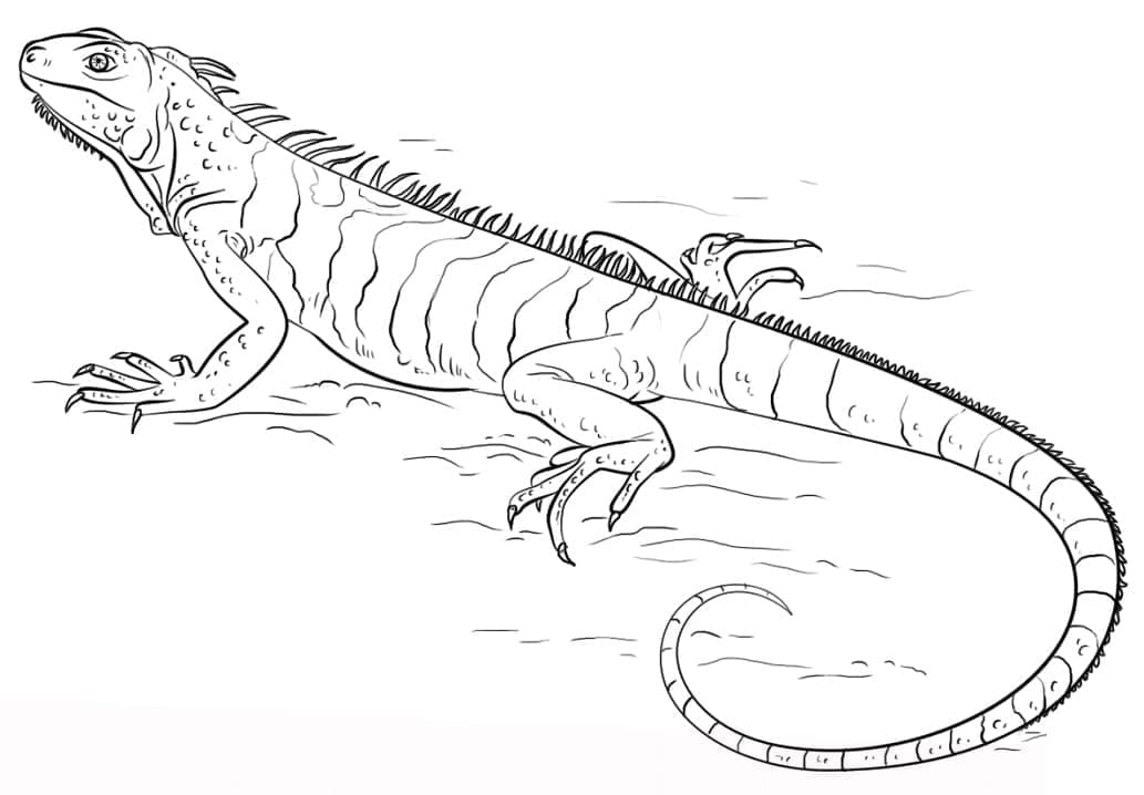 Desenho de Iguana para Crianças para Colorir