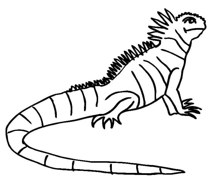 Desenho de Iguana para Desenhar