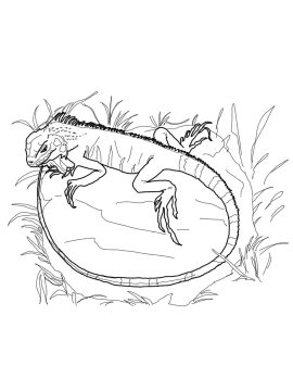 Desenho de Iguana Passeando no Jardim para Baixar e Pintar