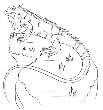 Desenho de Iguana Realista para Colorir