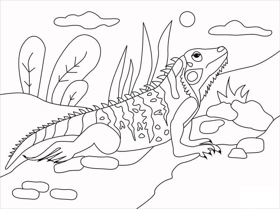 Desenho de Imagem de Iguana para Colorir
