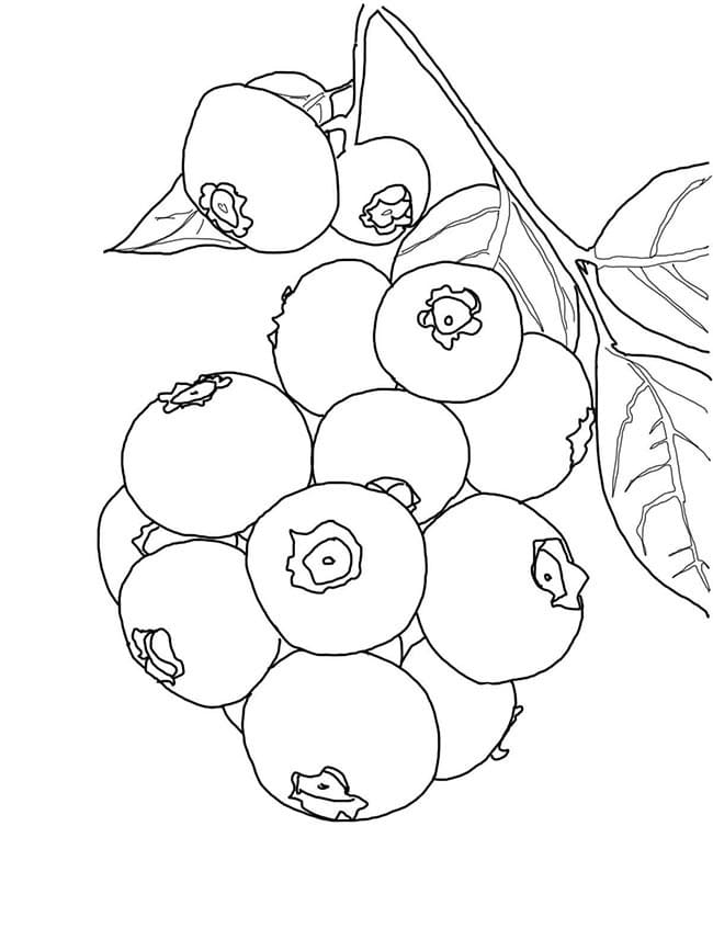 Desenho de Jabuticaba Baixar Imprimivel