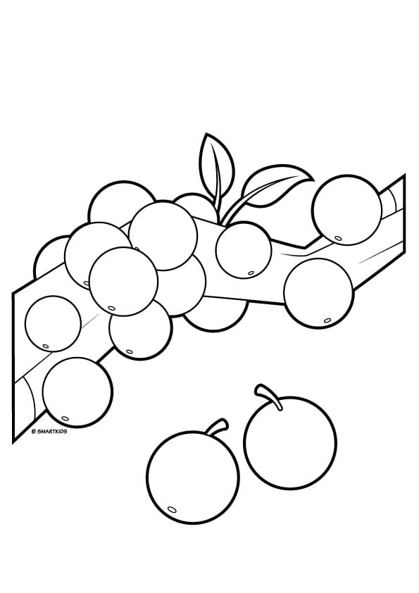 Desenho de Jabuticaba Download Pintar