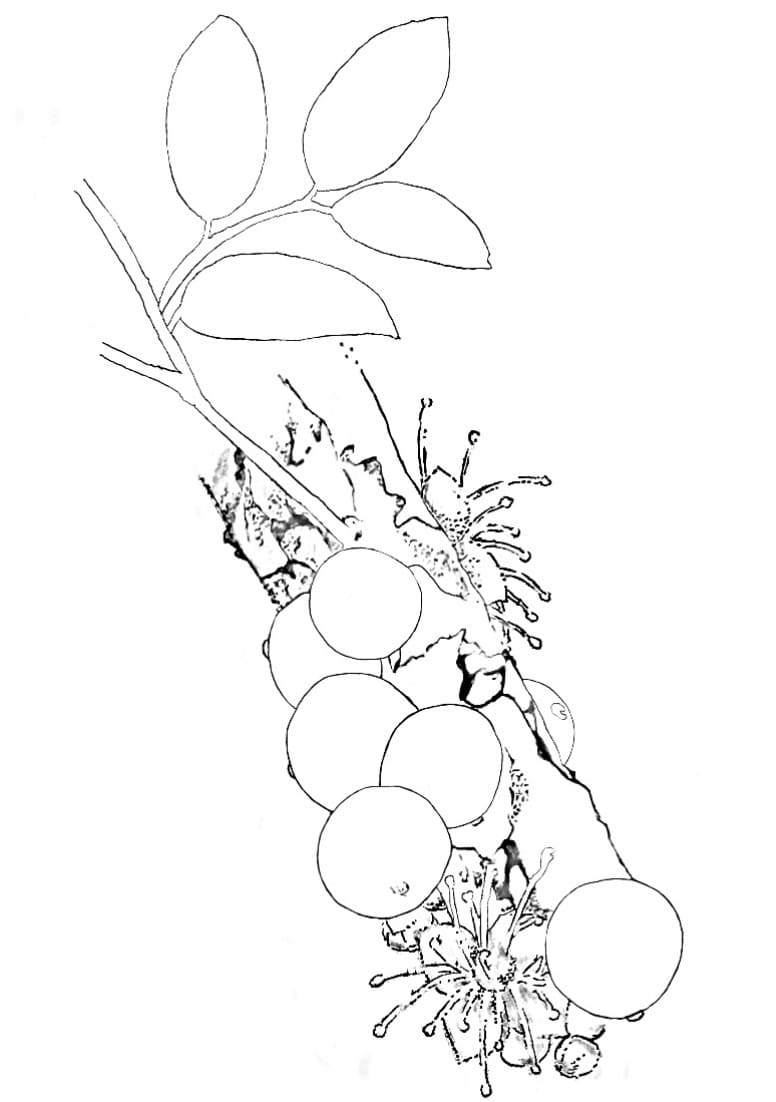 Desenho de Jabuticaba Imagens Grátis