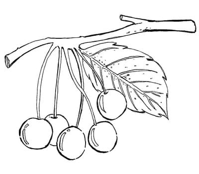 Desenho de Jabuticaba para Colorir