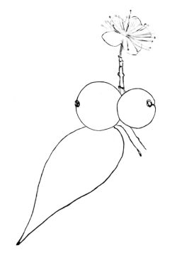 Desenho de Jabuticaba para Pintar Giz de Cera