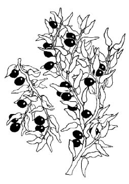 Desenho de Jabuticaba Pdf grátis