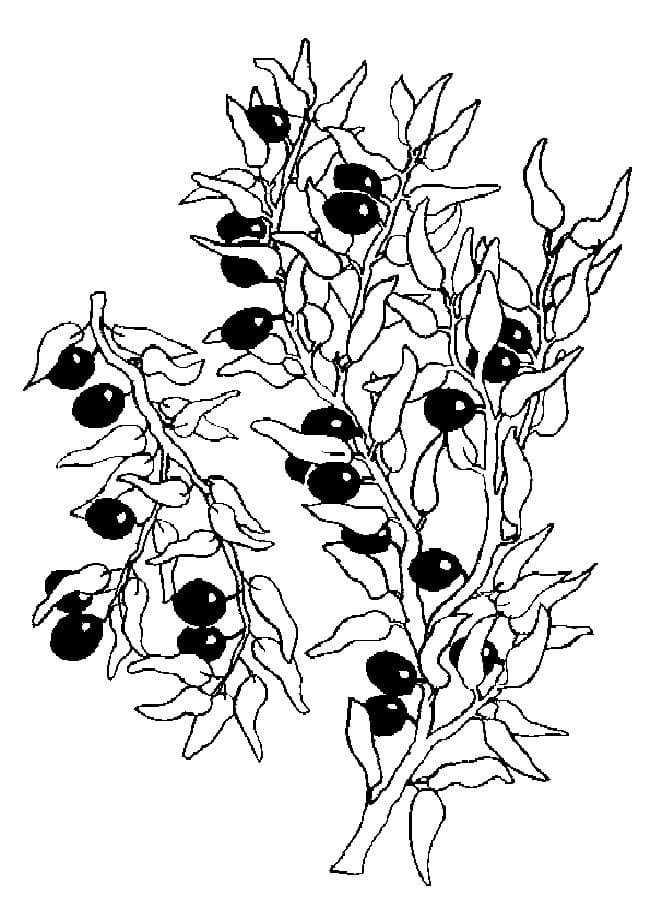 Desenhos de Jabuticaba para Colorir