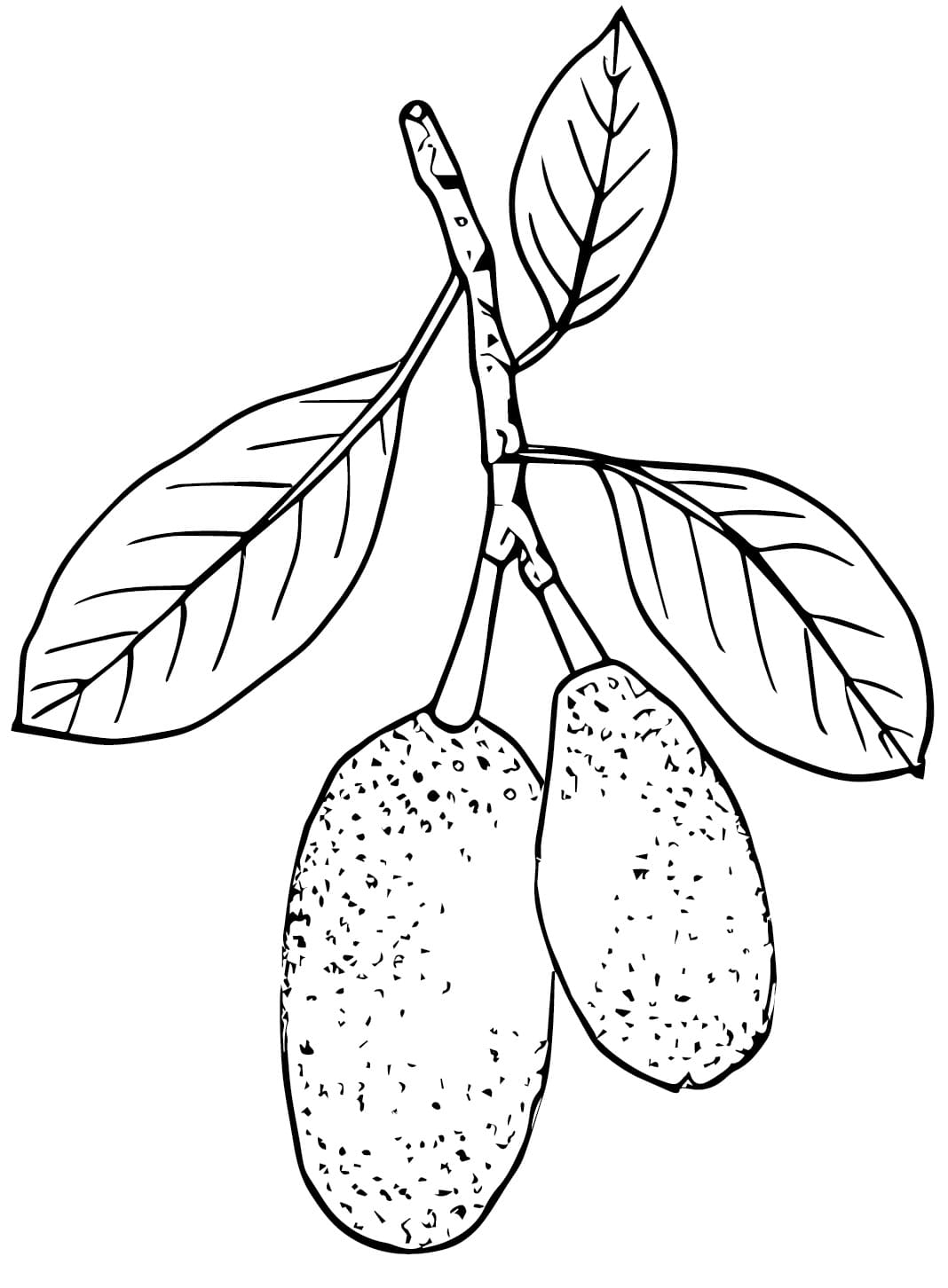 Desenho de Duas Jacas para Colorir