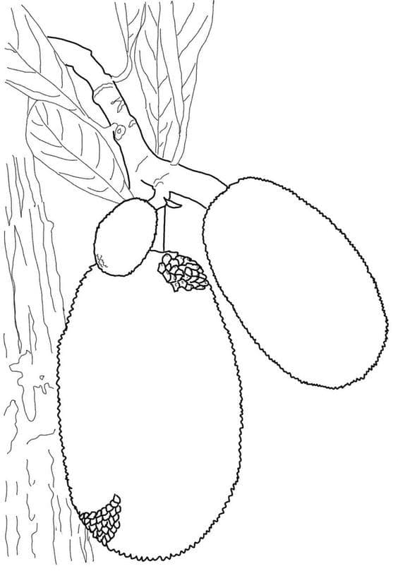 Desenho de Imagem de Jacas para Colorir