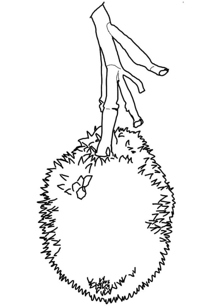 Desenho de Imprimivel Jaca para Colorir