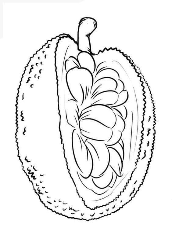 Desenho de Jaca Fresca para Colorir
