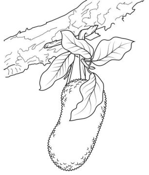 Desenho de Jaca na árvore para Colorir
