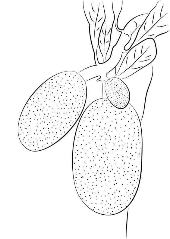 Desenho de Jacas Imprimivel para Colorir