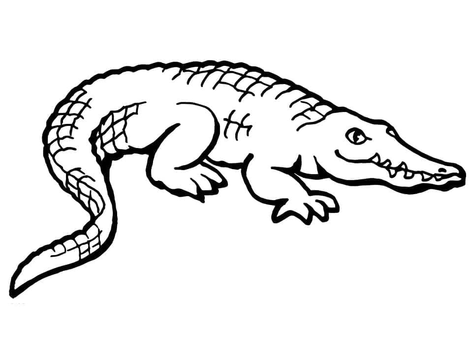 Desenho de Imagem de Jacaré para Colorir