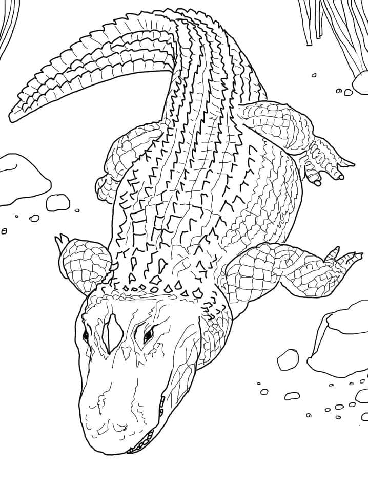 Desenho de Imprimivel Jacaré para Colorir