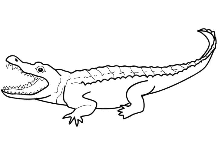 Desenho de Jacaré de Boca Grande para Colorir