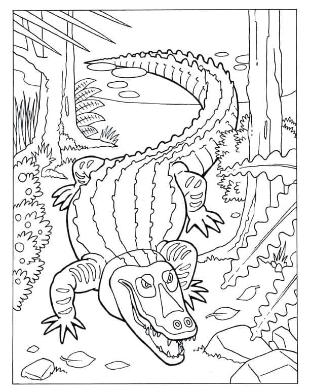 Desenho de Jacaré na Floresta para Colorir