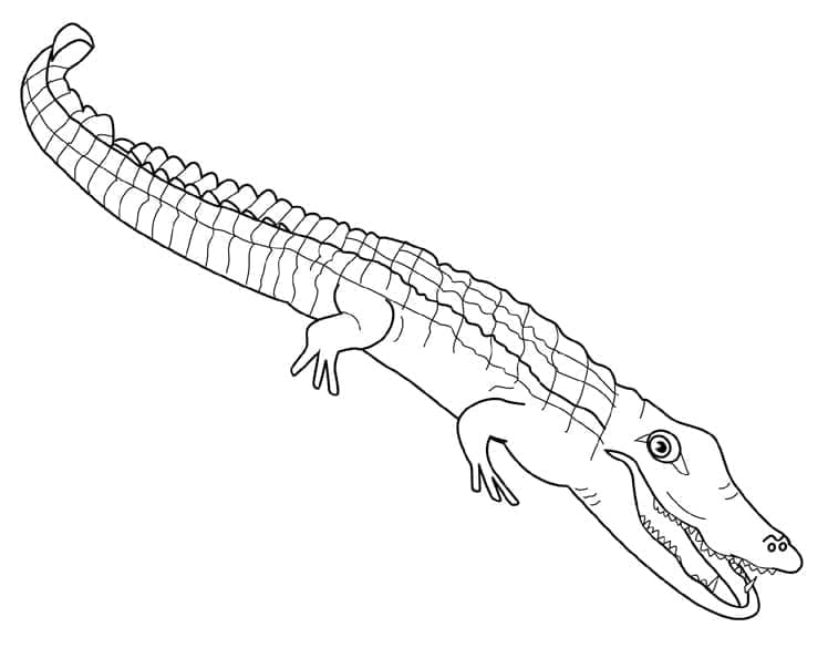 Desenho de Jacaré Normal para Colorir