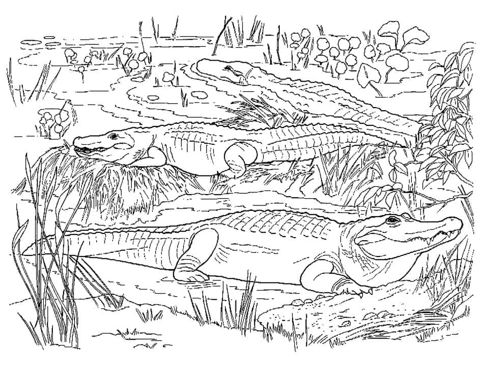 Desenho de Muitos Jacarés para Colorir