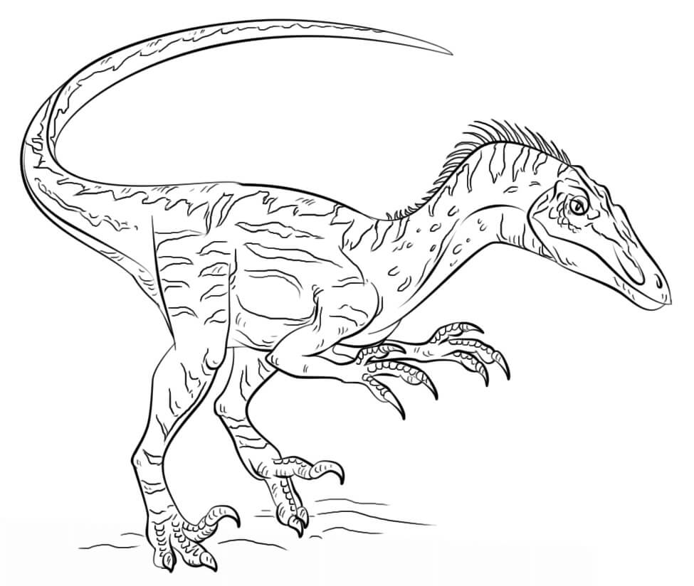 Desenho de Dinossauro Velociraptor Jurassic Park para Imprimir
