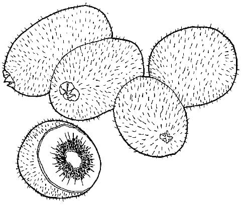 Desenho de Kiwi Pintura Lápis de Cor