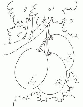 Desenho de três Kiwis para Colorir