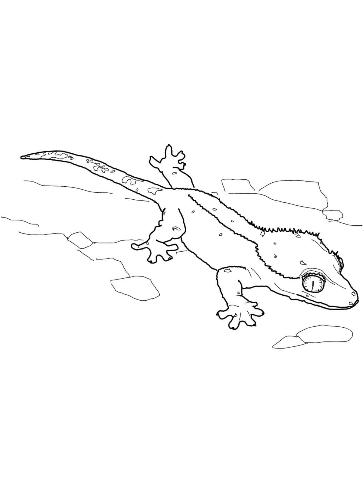 Desenhos de Lagartixa para Colorir