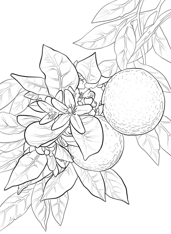 Desenho de Laranja para Colorir Giz de Cera