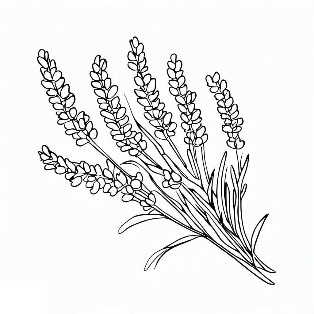 Desenho de a Lavanda para Colorir