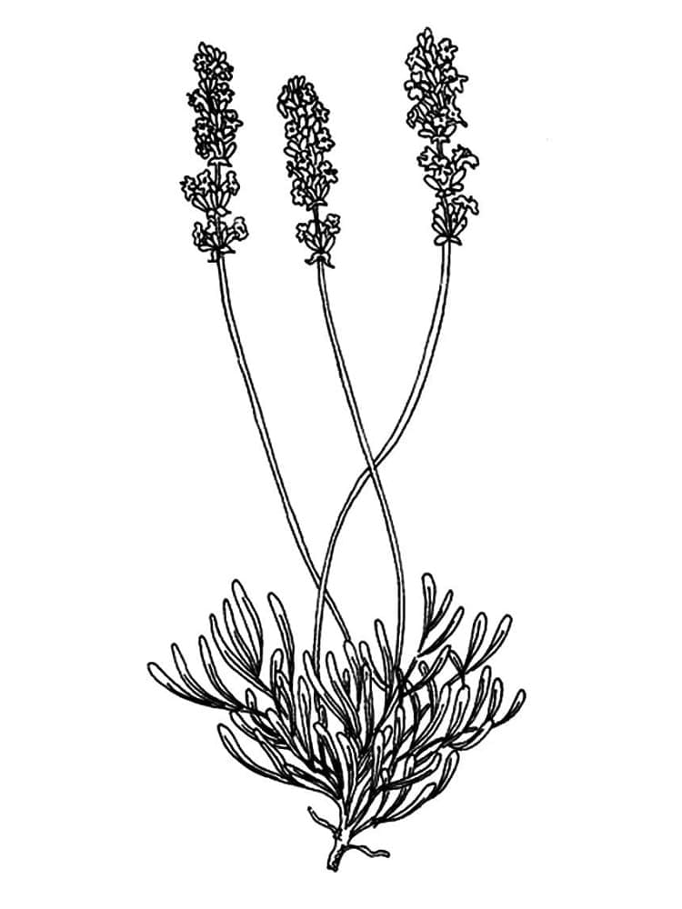 Desenho de Bela Lavanda para Colorir