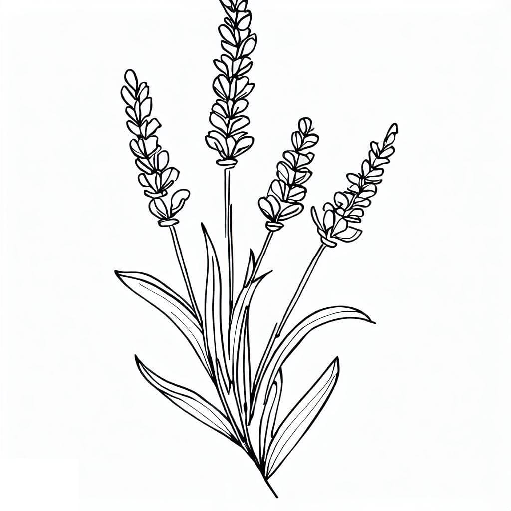Desenho de Flor de Lavanda para Colorir