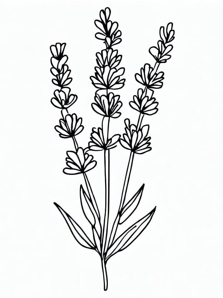 Desenho de Imagem de Lavanda para Colorir