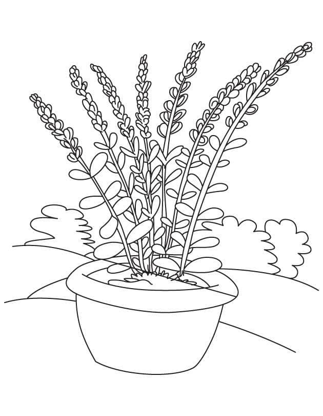 Desenho de Lavanda em Vaso para Colorir