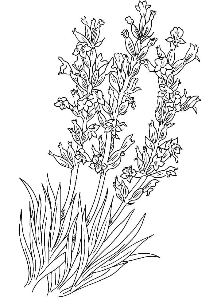 Desenho de Lavanda Grátis para Crianças para Colorir