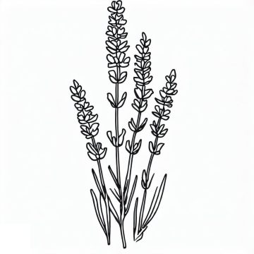 Desenho de Lavanda Muito Bonita para Colorir