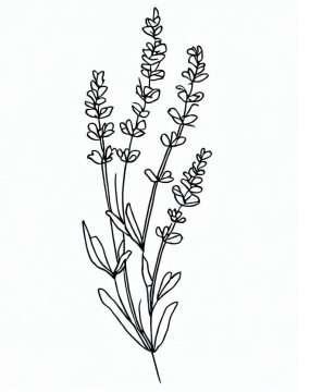 Desenho de Lavanda Muito Linda para Colorir