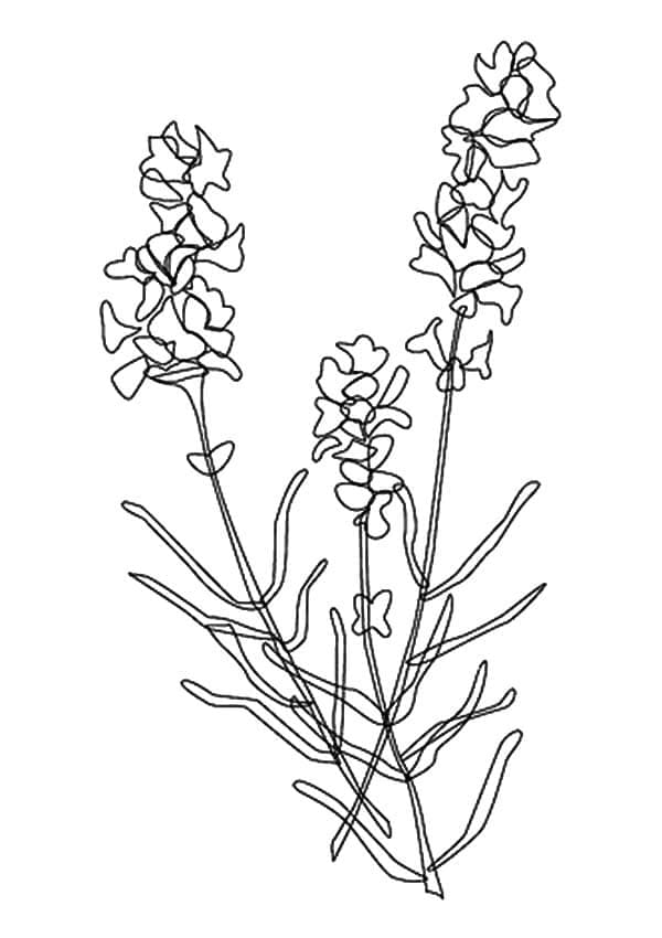 Desenho de Lavanda para Crianças para Colorir