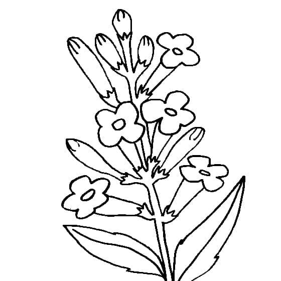 Desenho de Lavanda Simples para Colorir