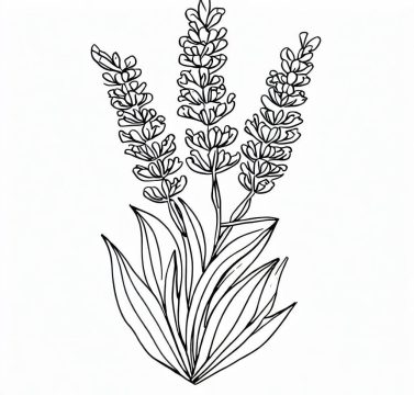 Desenho de Linda Lavanda para Colorir