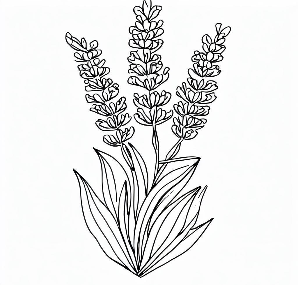 Desenhos de Lavanda para Colorir