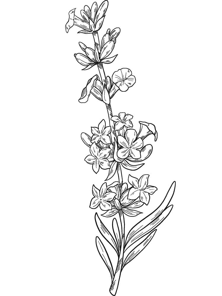 Desenho de Plantá de Lavanda Grátis para Colorir