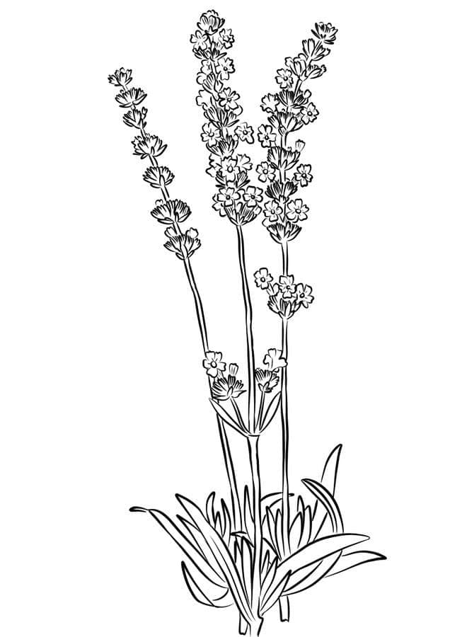 Desenho de Plantá de Lavanda Grátis para Crianças para Colorir