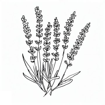 Desenho de plantá de Lavanda para Colorir